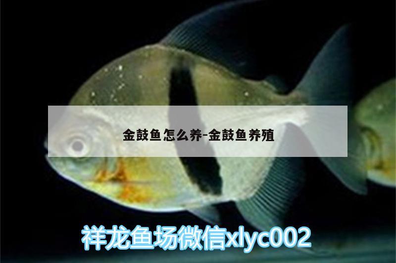 金鼓鱼怎么养:金鼓鱼养殖 熊猫异形鱼L46