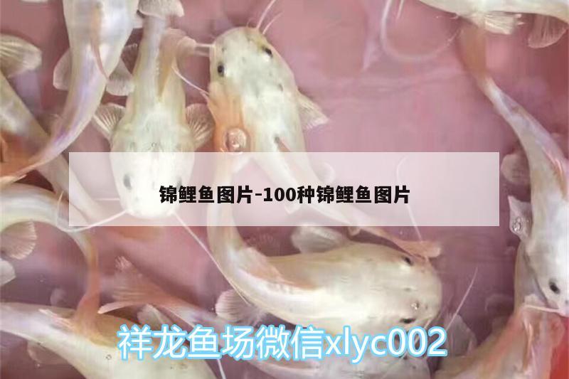 锦鲤鱼图片:100种锦鲤鱼图片