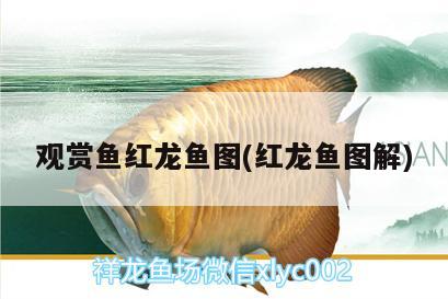 观赏鱼红龙鱼图(红龙鱼图解) 黄金河虎鱼