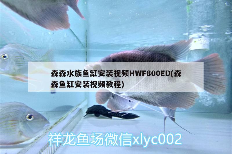 森森水族鱼缸安装视频HWF800ED(森森鱼缸安装视频教程)