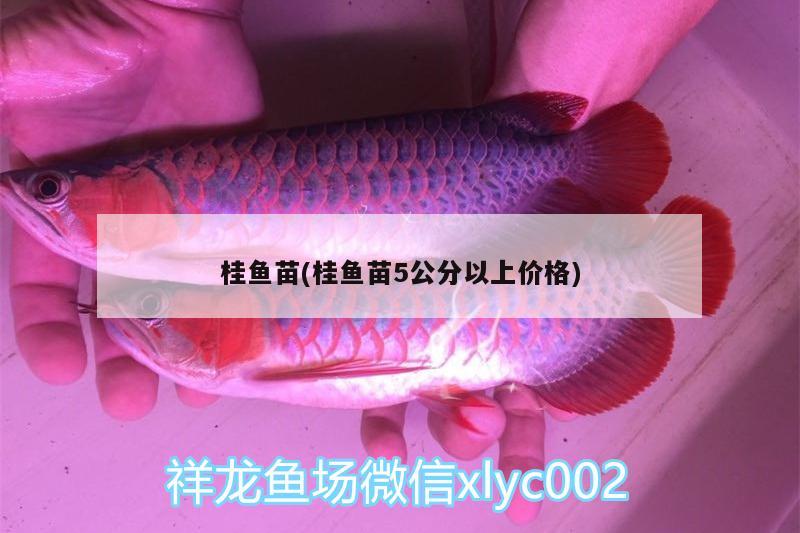 桂鱼苗(桂鱼苗5公分以上价格) 祥龙超血红龙鱼