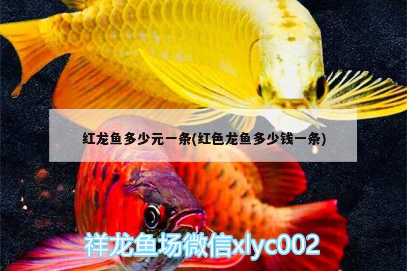 红龙鱼多少元一条(红色龙鱼多少钱一条) 印尼红龙鱼