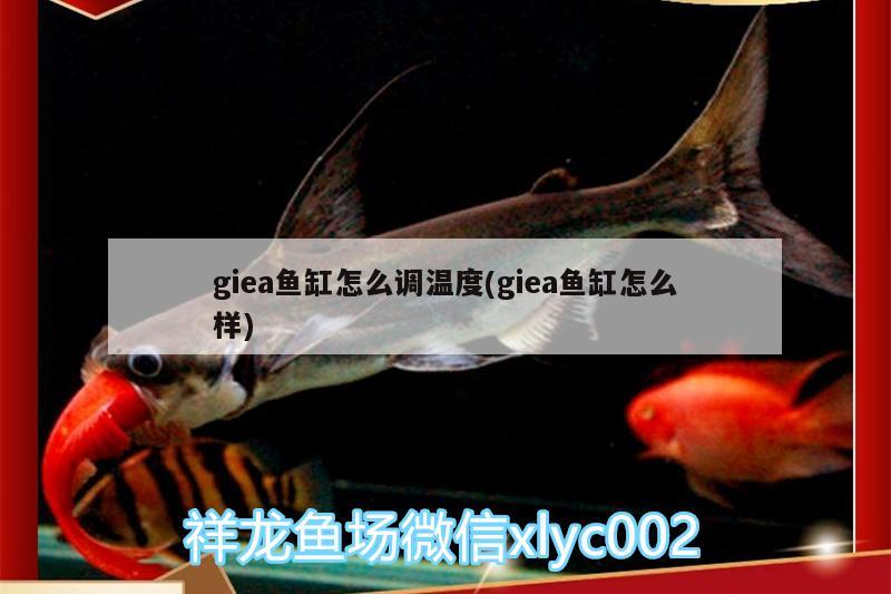 giea鱼缸怎么调温度(giea鱼缸怎么样) 广州观赏鱼批发市场