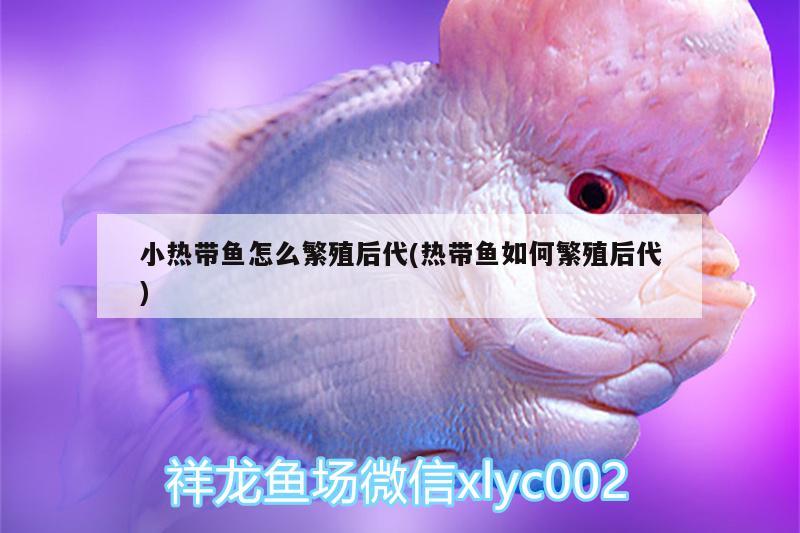 小热带鱼怎么繁殖后代(热带鱼如何繁殖后代) 充氧泵