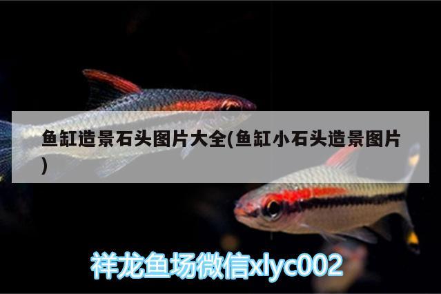 鱼缸造景石头图片大全(鱼缸小石头造景图片) 广州水族批发市场