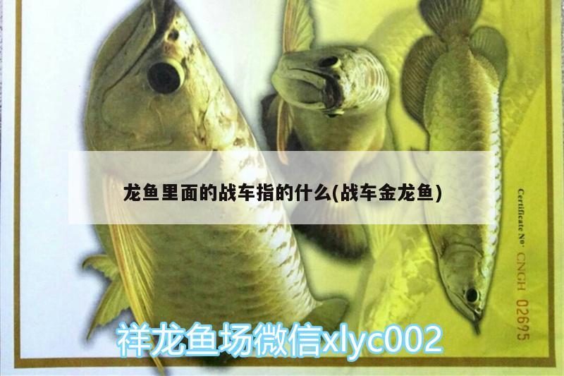 龙鱼里面的战车指的什么(战车金龙鱼) 广州观赏鱼鱼苗批发市场