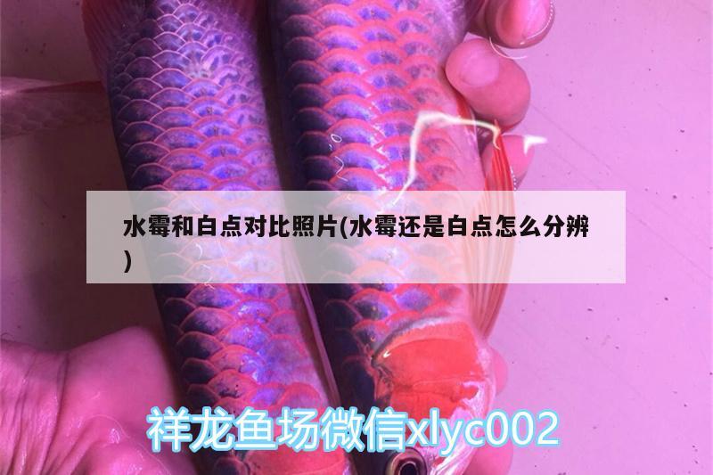 水霉和白点对比照片(水霉还是白点怎么分辨) 广州水族器材滤材批发市场