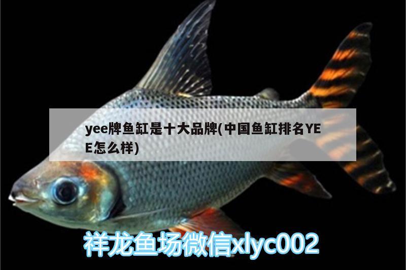 yee牌鱼缸是十大品牌(中国鱼缸排名YEE怎么样) yee