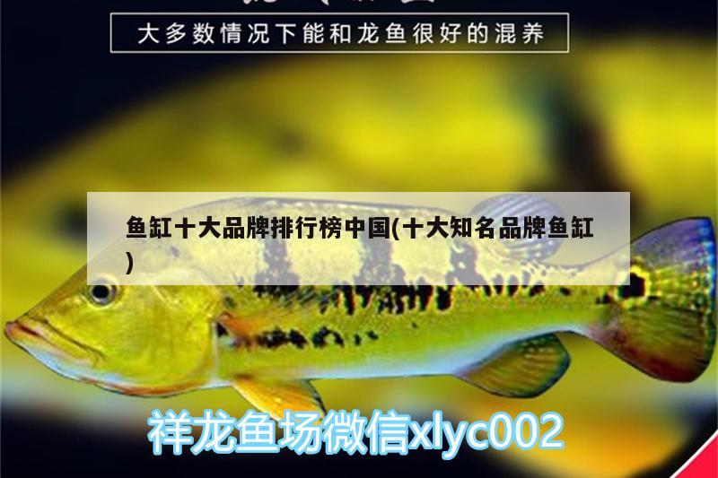 鱼缸十大品牌排行榜中国(十大知名品牌鱼缸) 狗仔招财猫鱼