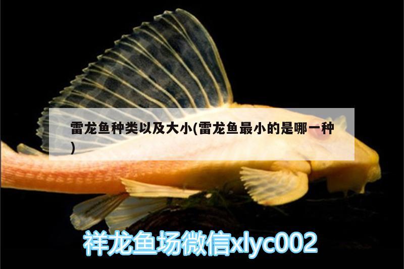雷龙鱼种类以及大小(雷龙鱼最小的是哪一种) 红头利鱼
