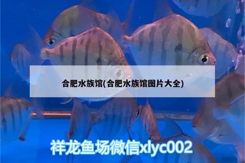 合肥水族馆(合肥水族馆图片大全) 黄金达摩鱼