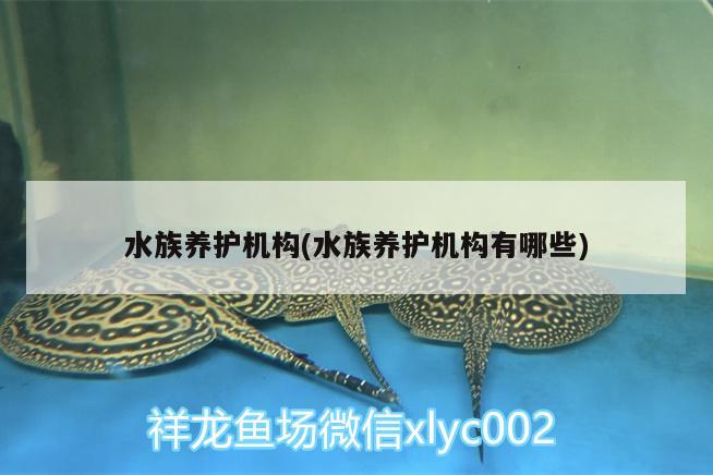 水族养护机构(水族养护机构有哪些) 广州水族器材滤材批发市场