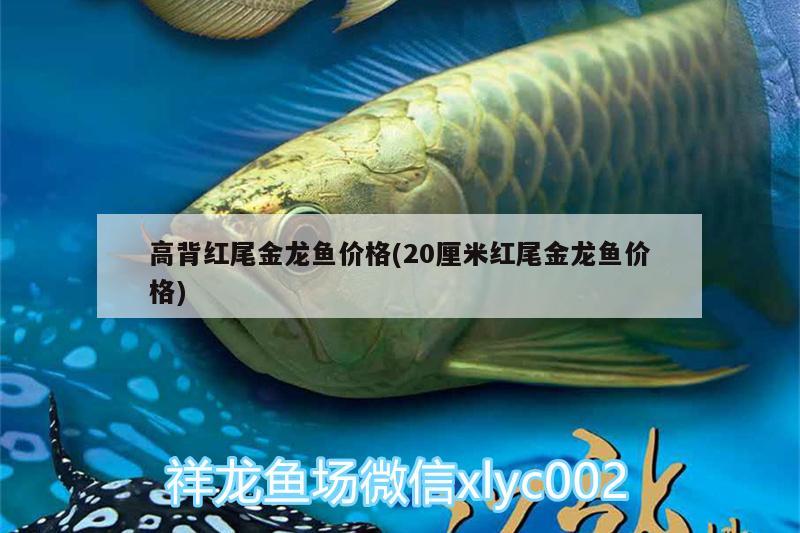 高背红尾金龙鱼价格(20厘米红尾金龙鱼价格)