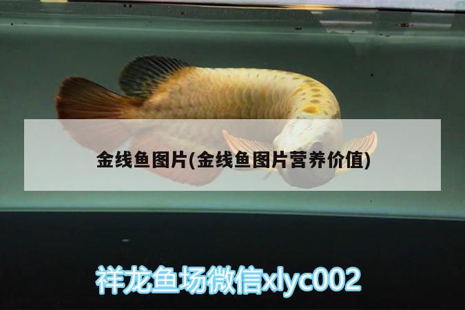 金线鱼图片(金线鱼图片营养价值)