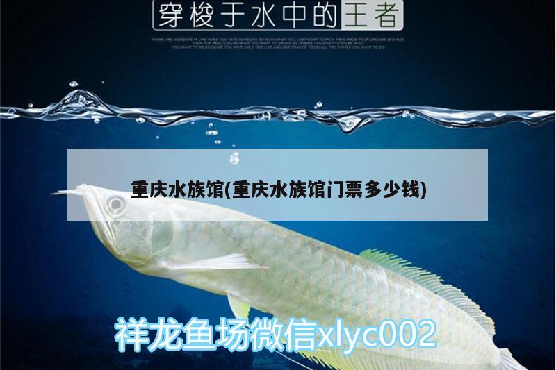 重庆水族馆(重庆水族馆门票多少钱) 大白鲨鱼
