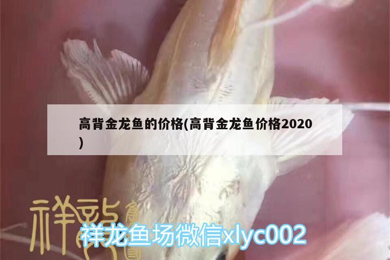 高背金龙鱼的价格(高背金龙鱼价格2020)