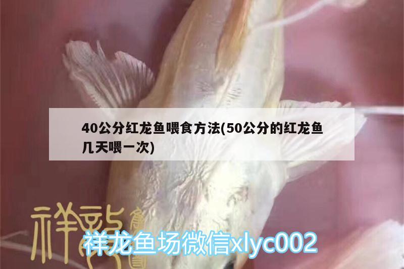 40公分红龙鱼喂食方法(50公分的红龙鱼几天喂一次)