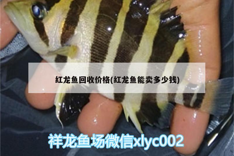 红龙鱼回收价格(红龙鱼能卖多少钱) 黄金招财猫鱼