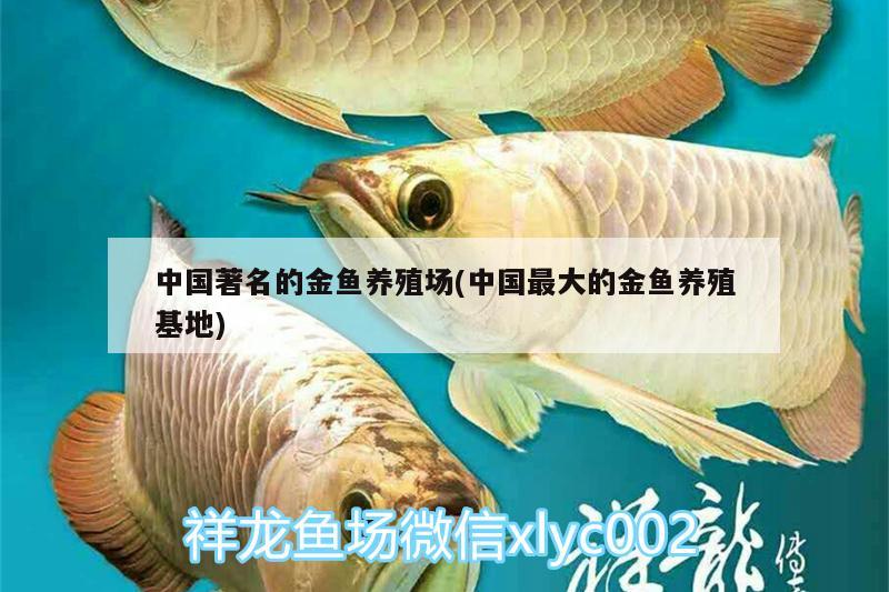 中国著名的金鱼养殖场(中国最大的金鱼养殖基地)