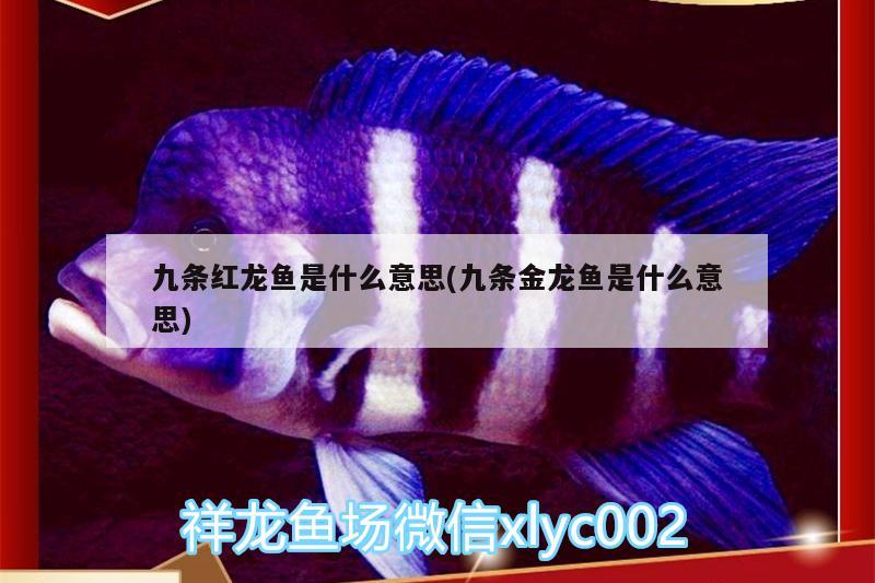 九条红龙鱼是什么意思(九条金龙鱼是什么意思) 泰庞海鲢鱼