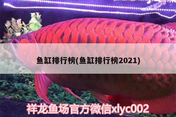 鱼缸排行榜(鱼缸排行榜2021) 绿皮皇冠豹鱼