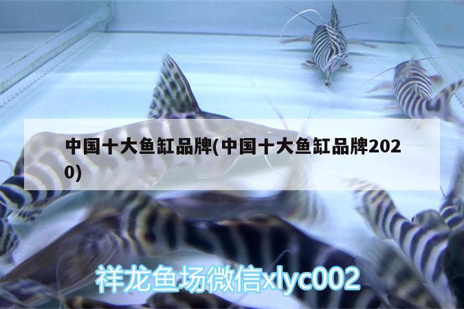 中国十大鱼缸品牌(中国十大鱼缸品牌2020) 财神鹦鹉鱼