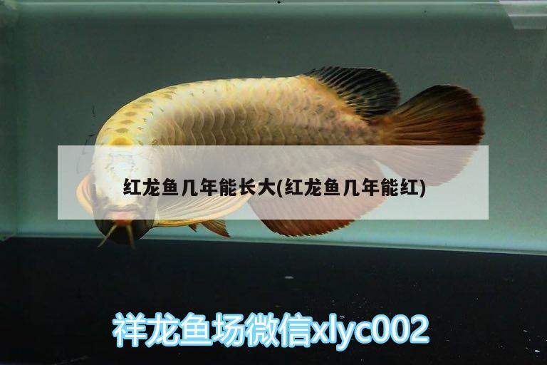 红龙鱼几年能长大(红龙鱼几年能红) 魟鱼