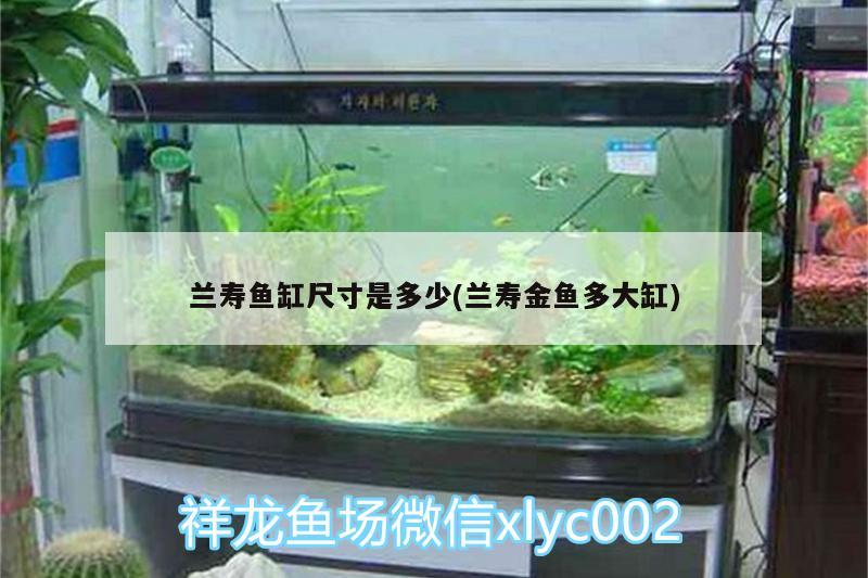 兰寿鱼缸尺寸是多少(兰寿金鱼多大缸) 大湖红龙鱼