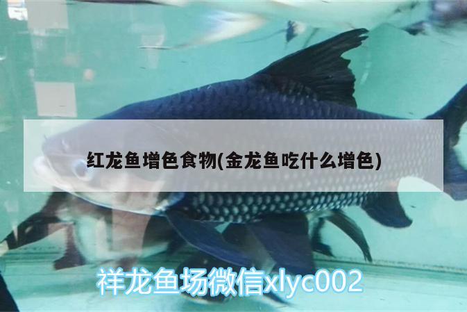 红龙鱼增色食物(金龙鱼吃什么增色) 观赏龟/鳖饲料