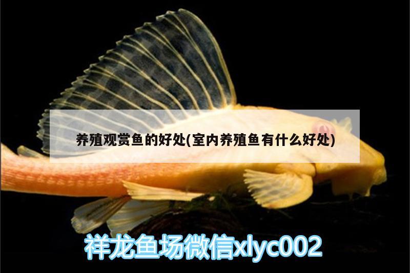 养殖观赏鱼的好处(室内养殖鱼有什么好处) 广州观赏鱼鱼苗批发市场