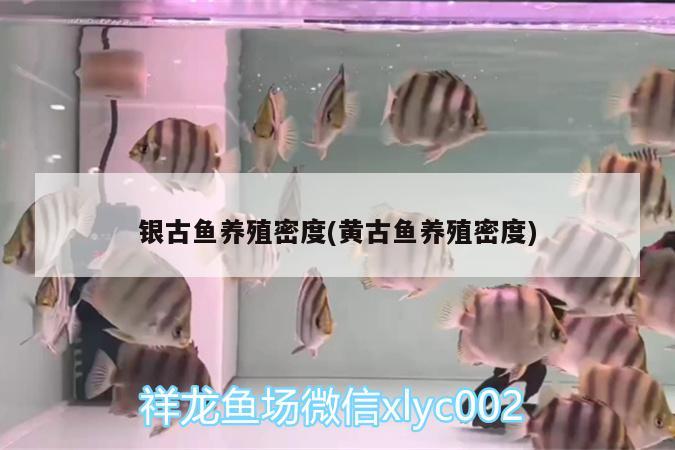 银古鱼养殖密度(黄古鱼养殖密度)