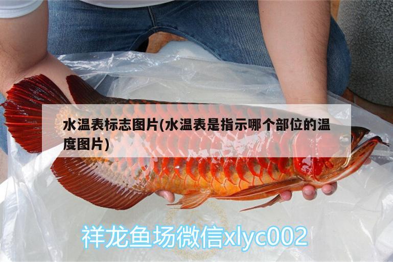 水温表标志图片(水温表是指示哪个部位的温度图片) 广州水族器材滤材批发市场