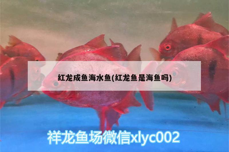 红龙成鱼海水鱼(红龙鱼是海鱼吗)