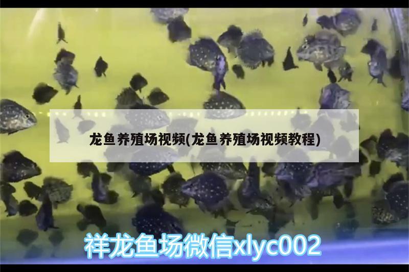 龙鱼养殖场视频(龙鱼养殖场视频教程) 黄金招财猫鱼
