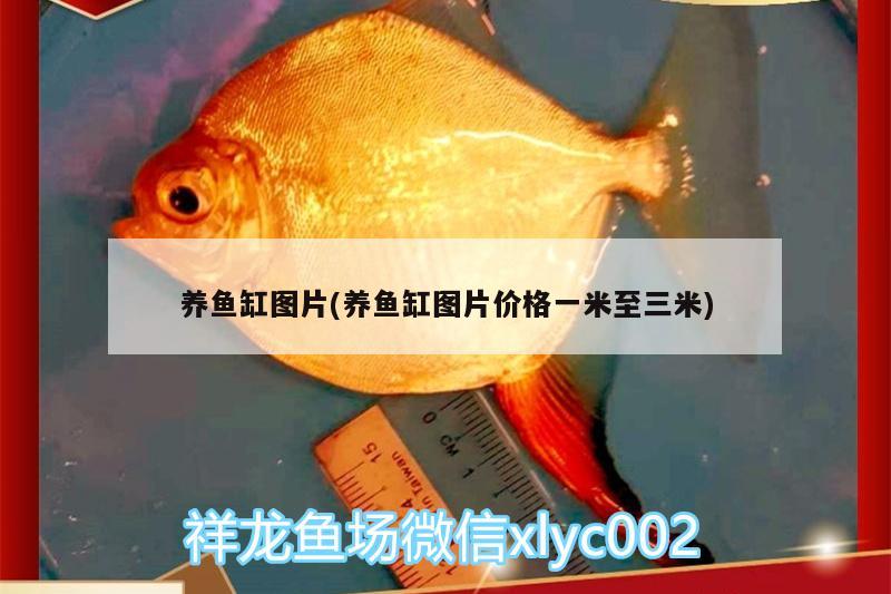 养鱼缸图片(养鱼缸图片价格一米至三米) 大湖红龙鱼