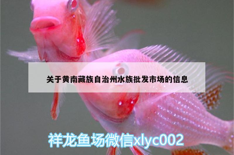 关于黄南藏族自治州水族批发市场的信息 观赏鱼水族批发市场
