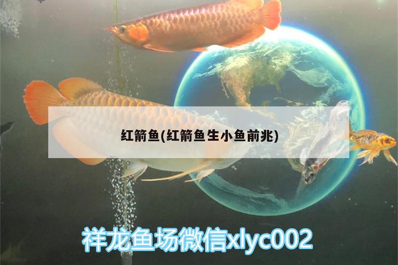 红箭鱼(红箭鱼生小鱼前兆) 红魔王银版鱼