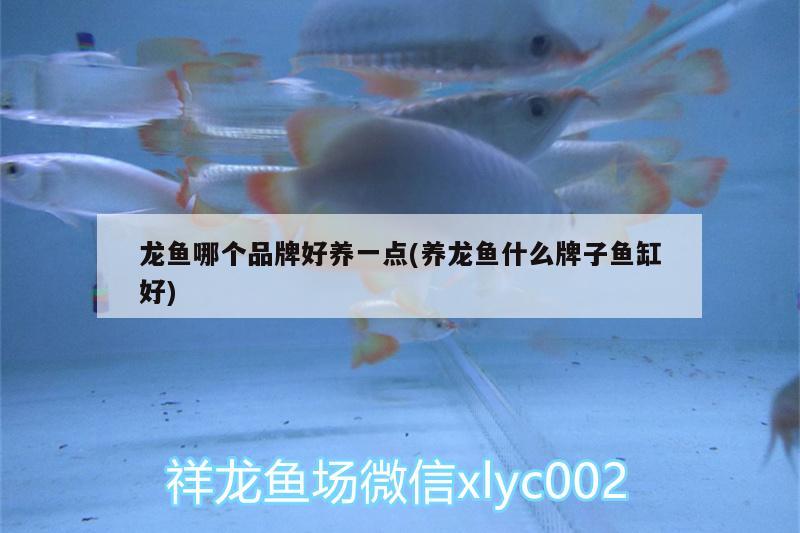 龙鱼哪个品牌好养一点(养龙鱼什么牌子鱼缸好) 广州水族批发市场