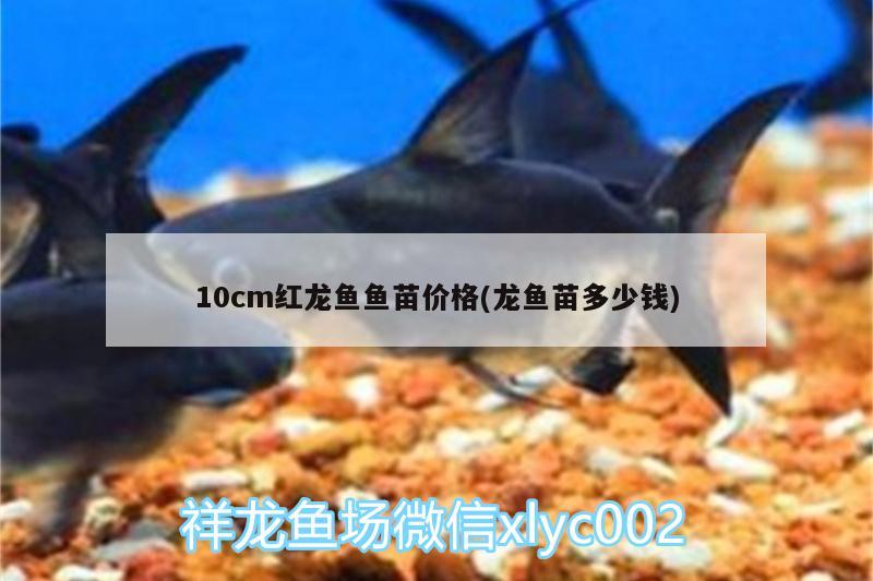 10cm红龙鱼鱼苗价格(龙鱼苗多少钱)