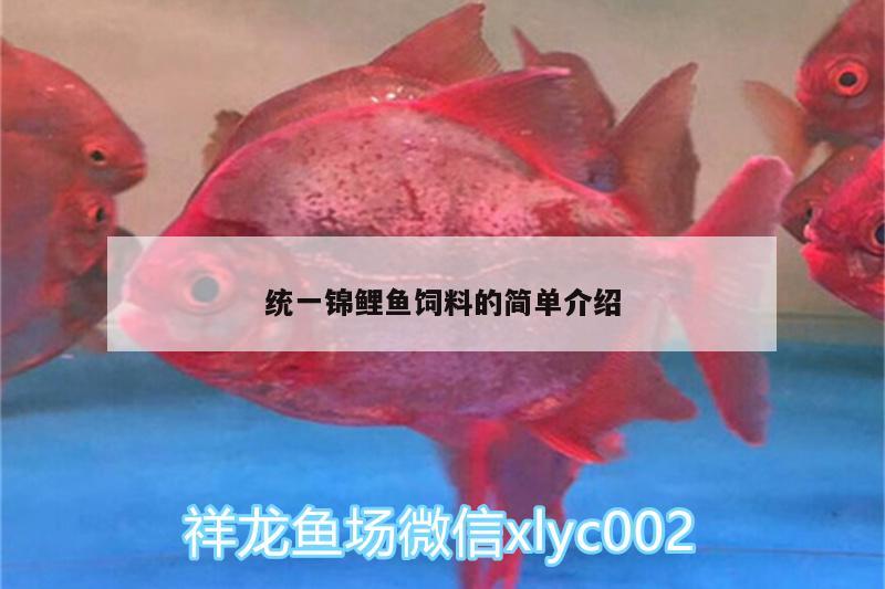 统一锦鲤鱼饲料的简单介绍 红龙专用鱼粮饲料