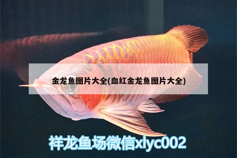 金龙鱼图片大全(血红金龙鱼图片大全) 红尾平克鱼