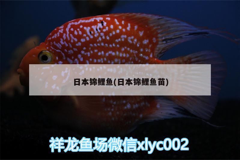 日本锦鲤鱼(日本锦鲤鱼苗)