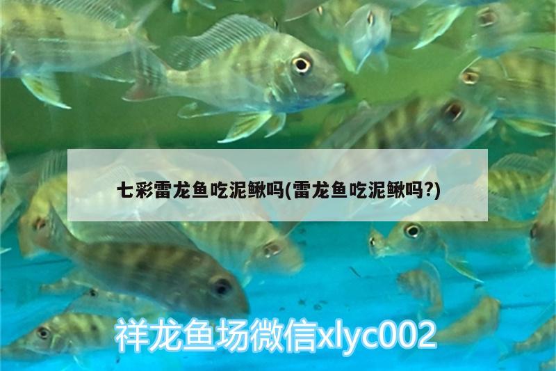 七彩雷龙鱼吃泥鳅吗(雷龙鱼吃泥鳅吗?) 白子黄化银龙鱼