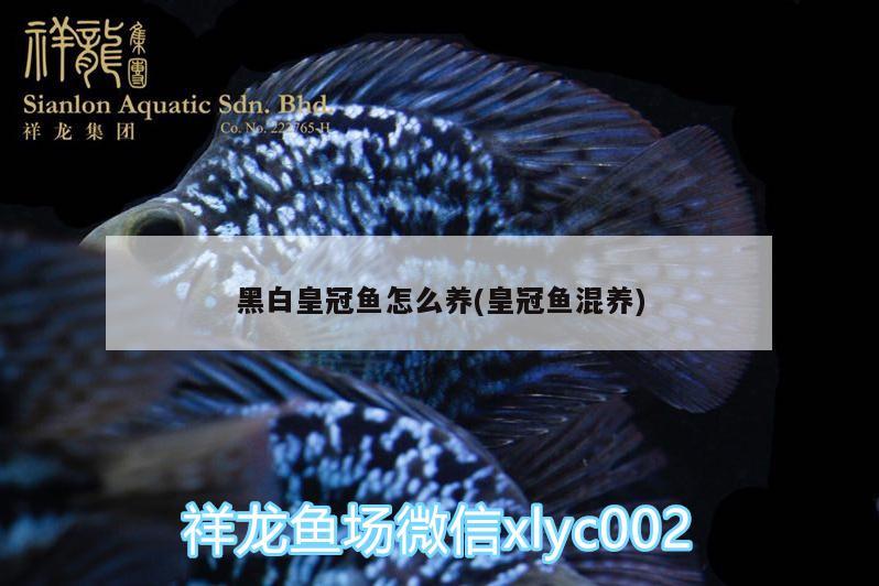 黑白皇冠鱼怎么养(皇冠鱼混养) 黑金魟鱼