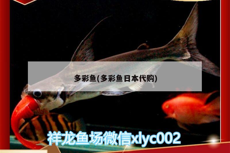 多彩鱼(多彩鱼日本代购) 黑白双星鱼