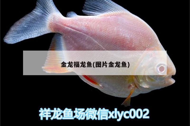金龙福龙鱼(图片金龙鱼)
