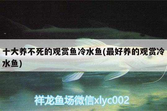 十大养不死的观赏鱼冷水鱼(最好养的观赏冷水鱼) 广州水族批发市场