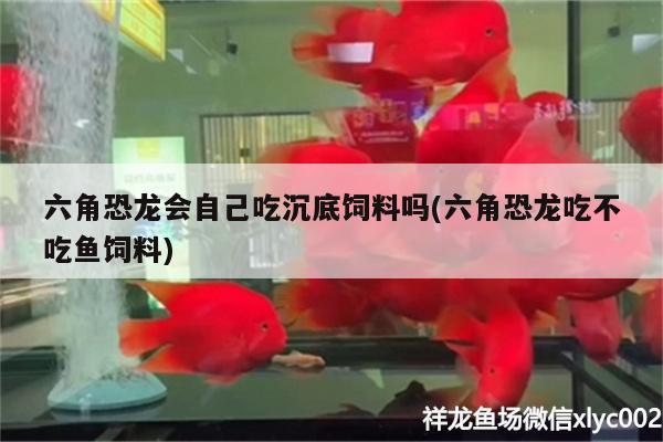 六角恐龙会自己吃沉底饲料吗(六角恐龙吃不吃鱼饲料) 广州水族器材滤材批发市场