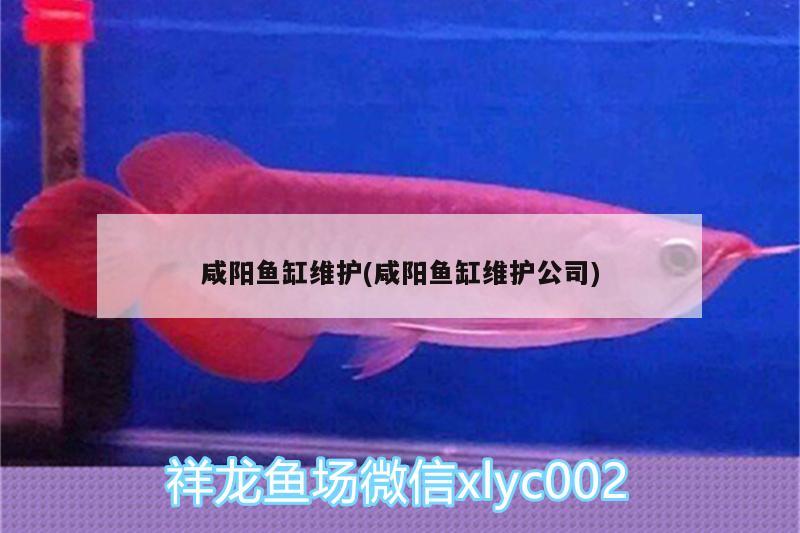 咸阳鱼缸维护(咸阳鱼缸维护公司) 祥龙超血红龙鱼
