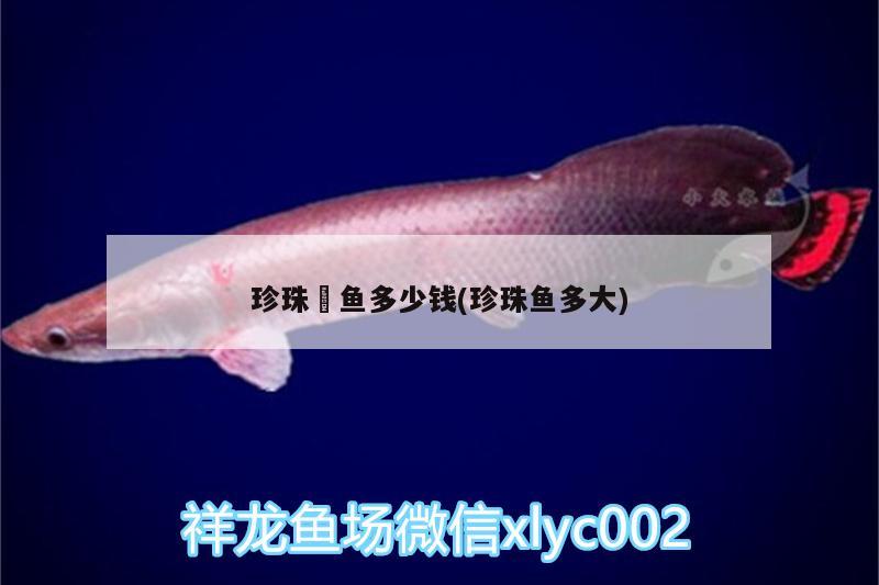 珍珠魟鱼多少钱(珍珠鱼多大) 白子银版鱼